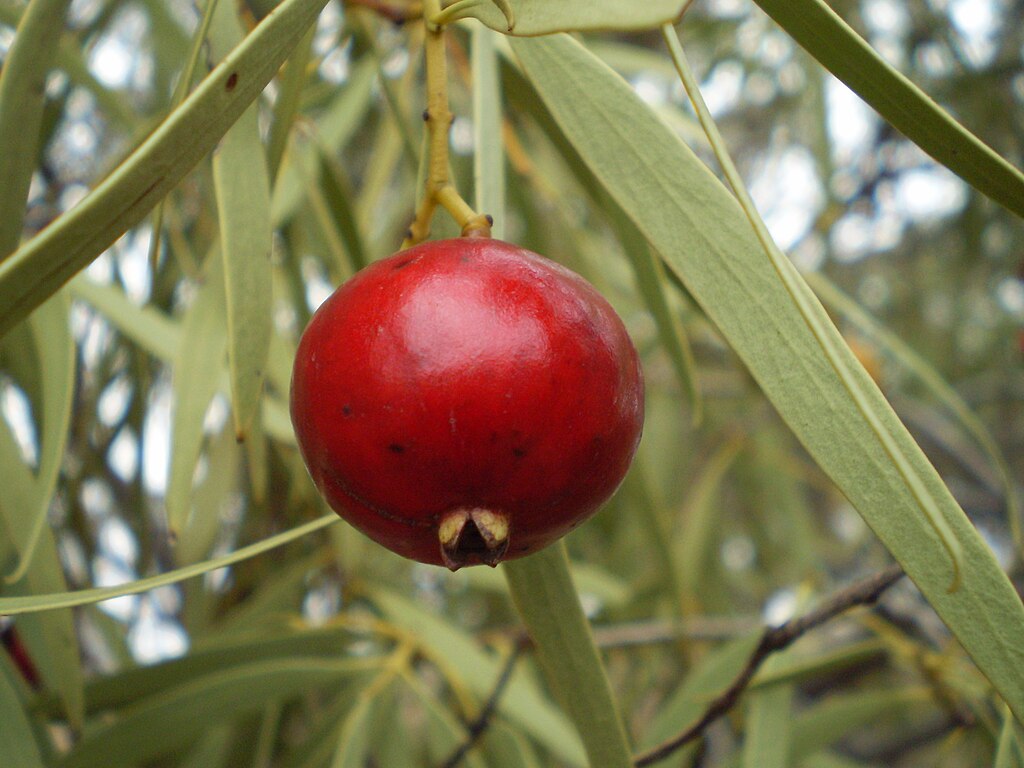 Picture of Desert Quandong or Santalum acuminatum