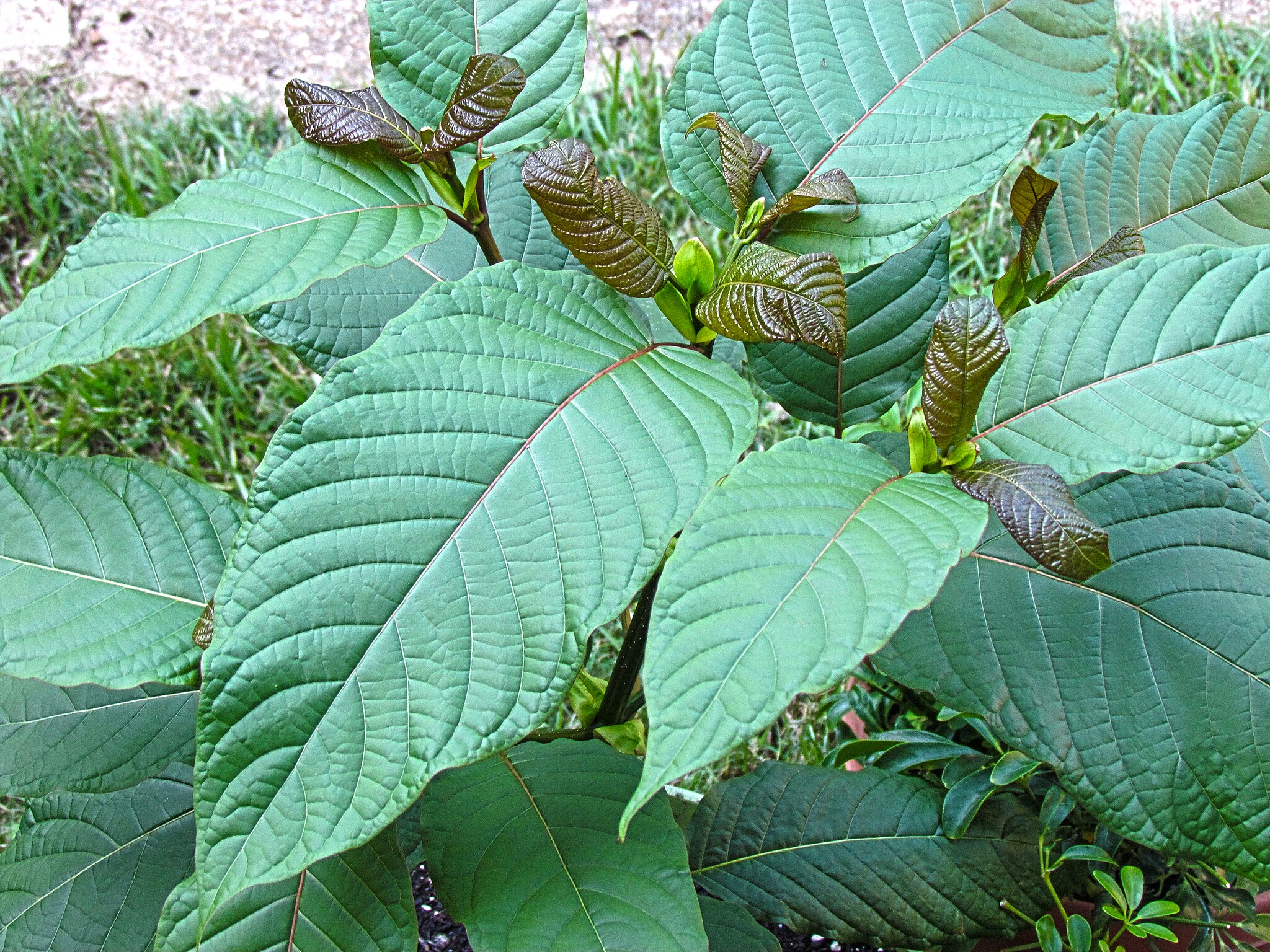 A picture of a live kratom plant focusing on the leaves
