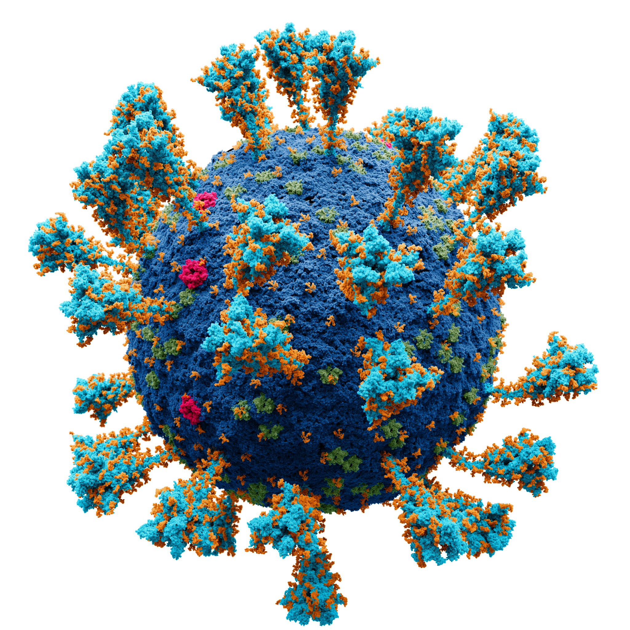 Colored electro micrograph of the Coronavirus SARS CoV-2 (Covid-19)