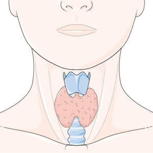 Illustration of the thyroid gland in the throat