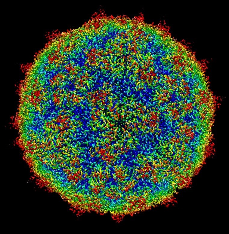 Colored electro micrograph of the human rhinovirus c15a