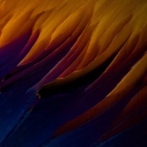 Transmitted light and polarizing filters are used to provide coloration to transparent crystals in the amino acid Cysteine