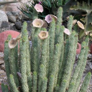 Picture of live hoodia plant