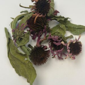 Picture of Purple Coneflower or Echinacea purpurea