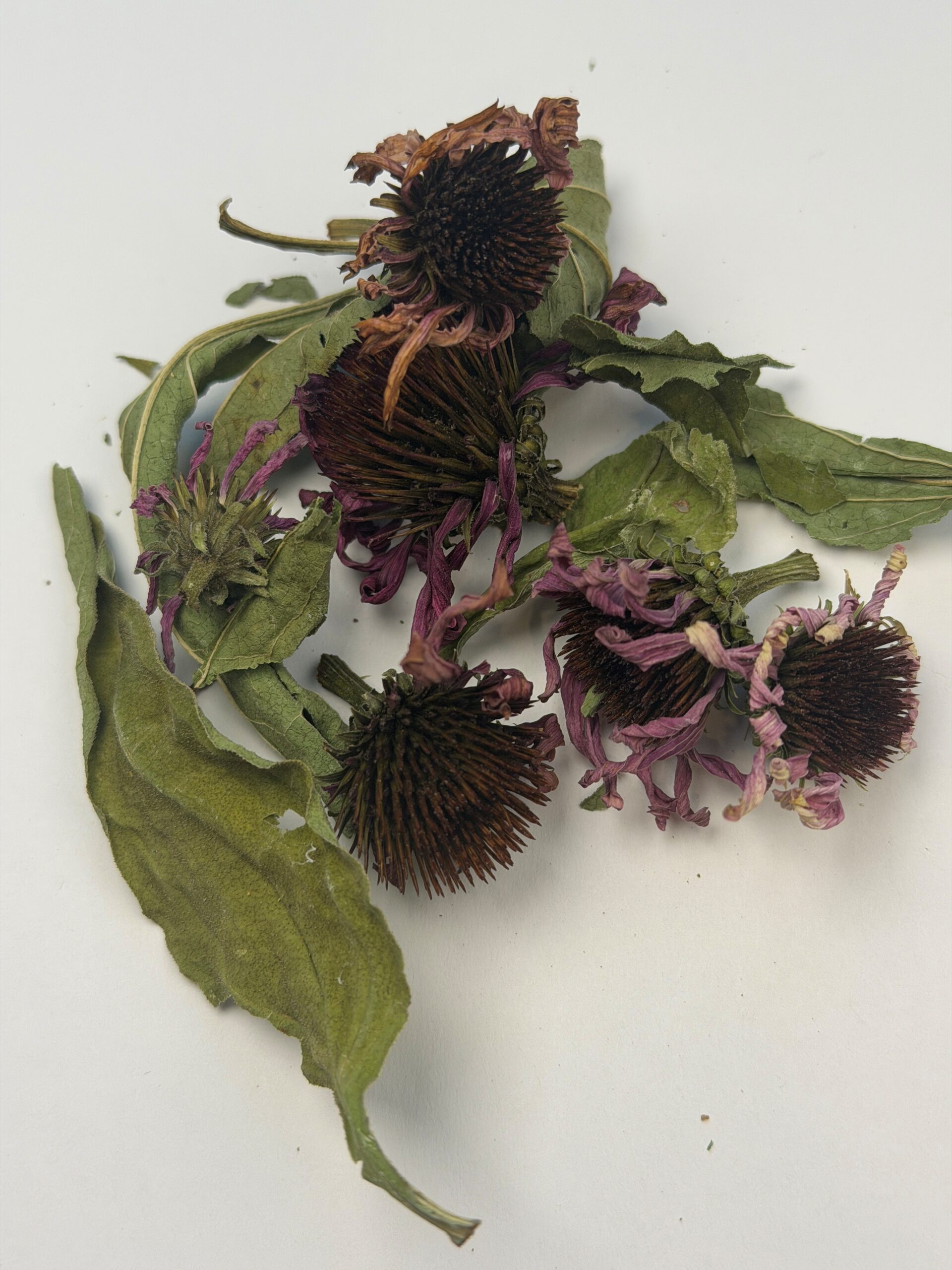 Picture of Purple Coneflower or Echinacea purpurea