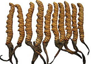 Picture of cordyceps